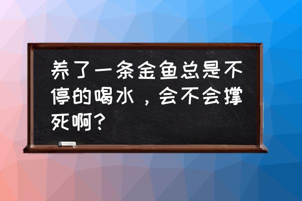 喝水可以养金鱼吗 养了一条金鱼总是不停的喝水，会不会撑死啊？