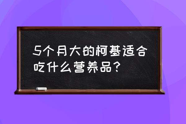 六个月柯基吃什么营养品 5个月大的柯基适合吃什么营养品? 六个月柯基吃什么营养品 5个月大的柯基适合吃什么营养品?