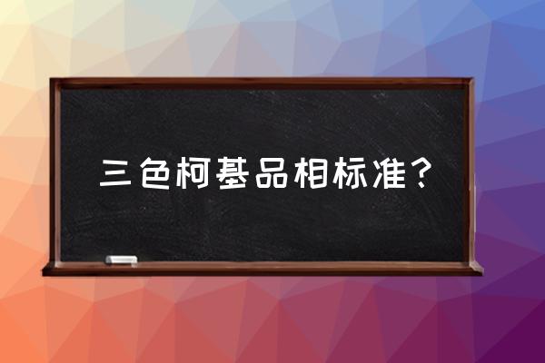 柯基犬几种颜色 三色柯基品相标准？