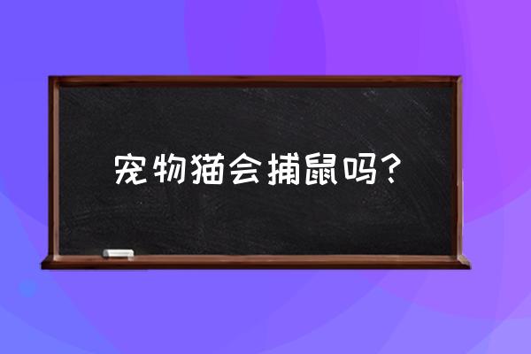 宠物店有会抓老鼠的猫吗 宠物猫会捕鼠吗? 宠物店有会抓老鼠的猫吗 宠物猫会捕鼠吗?