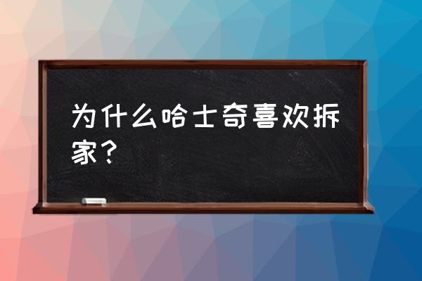 哈士奇长大后还拆家吗 为什么哈士奇喜欢拆家？