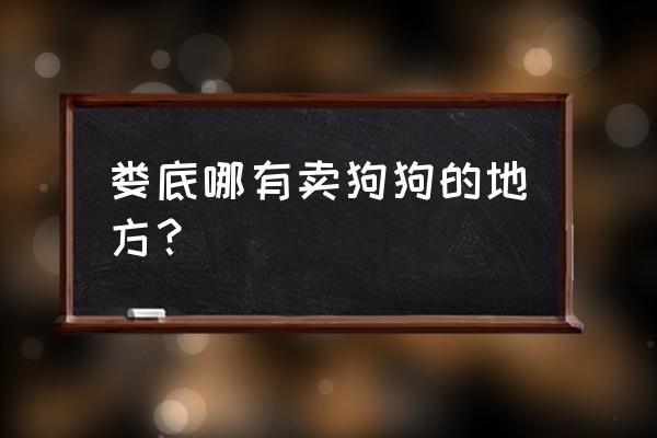 娄底涟源卖拉布拉多犬的有没有 娄底哪有卖狗狗的地方？