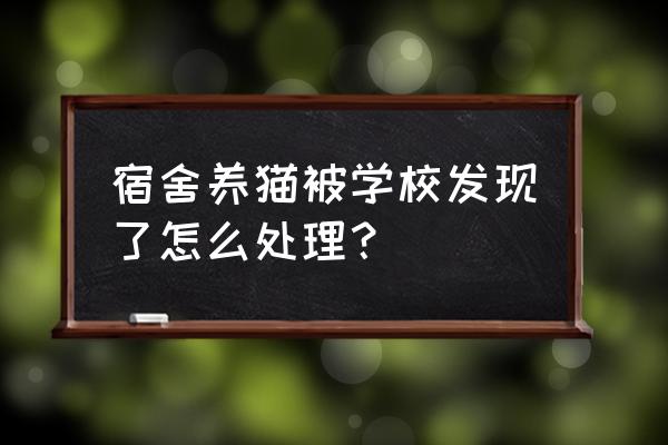 学生宿舍能不能养宠物 宿舍养猫被学校发现了怎么处理？