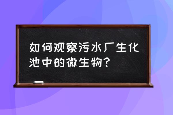 污水好氧池是什么菌种 如何观察污水厂生化池中的微生物? 污水好氧池是什么菌种 如何观察污水厂生化池中的微生物?