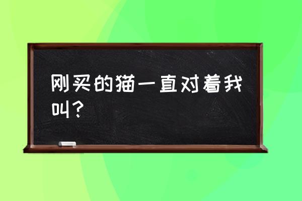 小猫刚到家喜欢咬人怎么办 刚买的猫一直对着我叫？