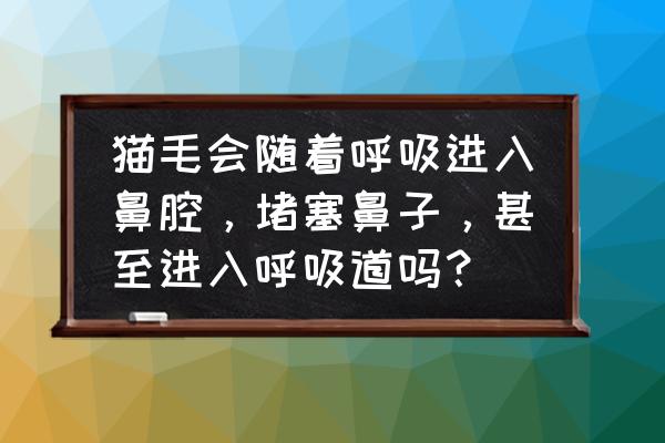 猫毛进猫眼睛里怎么办 猫毛会随着呼吸进入鼻腔,堵塞鼻子,甚至进入呼吸道吗? 猫毛进猫眼睛里怎么办 猫毛会随着呼吸进入鼻腔,堵塞鼻子,甚至进入呼吸道吗?