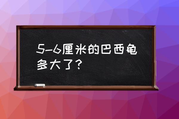 巴西龟的壳有8cm多大 5-6厘米的巴西龟多大了？