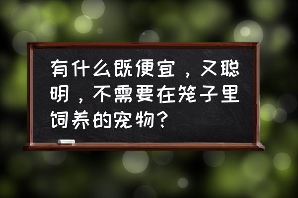 适合懒人养的小型犬不掉毛 有什么既便宜，又聪明，不需要在笼子里饲养的宠物？