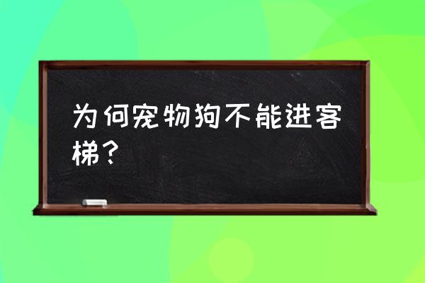 十种不能相信的宠物 为何宠物狗不能进客梯？