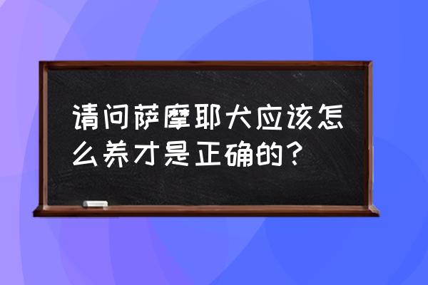养萨摩耶犬有什么小窍门 请问萨摩耶犬应该怎么养才是正确的？