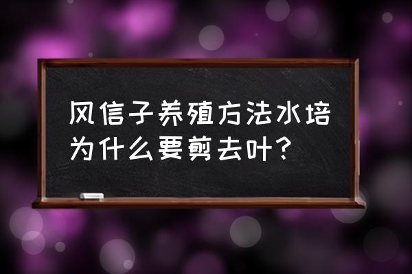 养风信子的方法 风信子养殖方法水培为什么要剪去叶？