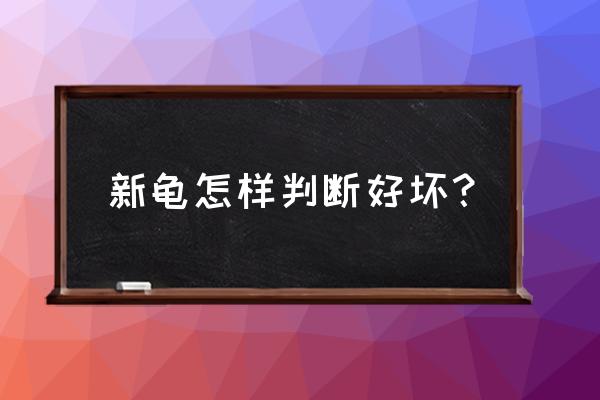 网上买龟要注意什么 新龟怎样判断好坏？