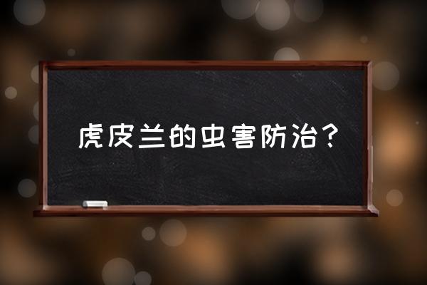 虎尾兰的作用和危害 虎皮兰的虫害防治? 虎尾兰的作用和危害 虎皮兰的虫害防治?