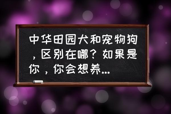 狗是什么种的动物 中华田园犬和宠物狗，区别在哪？如果是你，你会想养哪种狗？