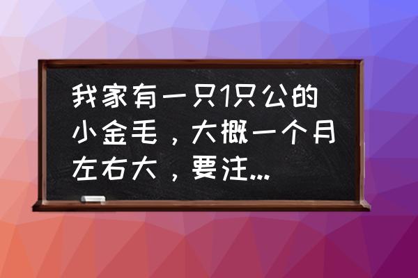 金毛1-3个月如何喂养 我家有一只1只公的小金毛,大概一个月左右大,要注意什么? 金毛1-3个月如何喂养 我家有一只1只公的小金毛,大概一个月左右大,要注意什么?