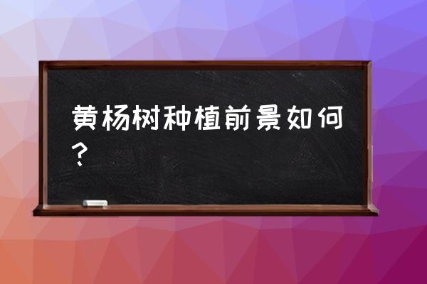 黄杨木盆景属于什么档次 黄杨树种植前景如何? 黄杨木盆景属于什么档次 黄杨树种植前景如何?