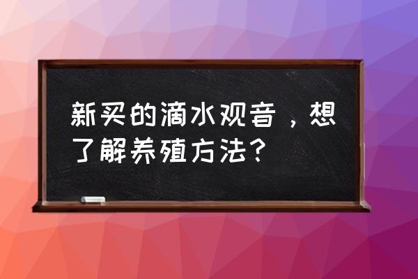 滴水观音怎样养殖旺盛 新买的滴水观音,想了解养殖方法? 滴水观音怎样养殖旺盛 新买的滴水观音,想了解养殖方法?