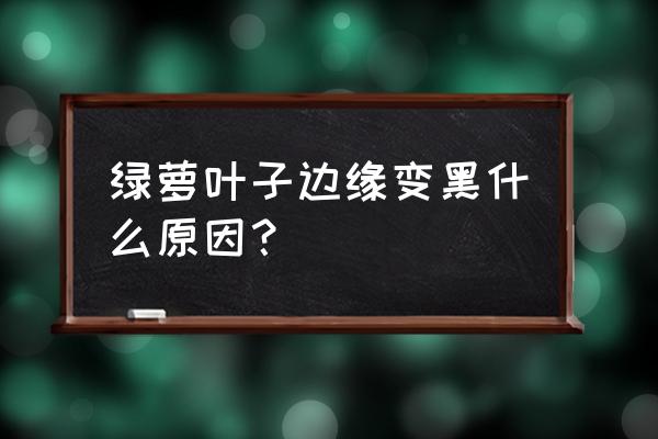 绿萝叶子发黑的原因及解决方法 绿萝叶子边缘变黑什么原因？