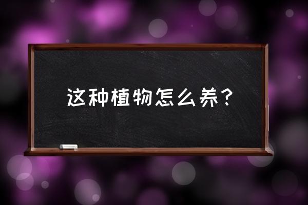 盆栽花卉怎么养才好看 这种植物怎么养? 盆栽花卉怎么养才好看 这种植物怎么养?