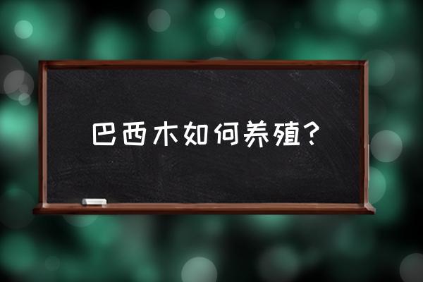 巴西木的养殖方法和技巧 巴西木如何养殖? 巴西木的养殖方法和技巧 巴西木如何养殖?