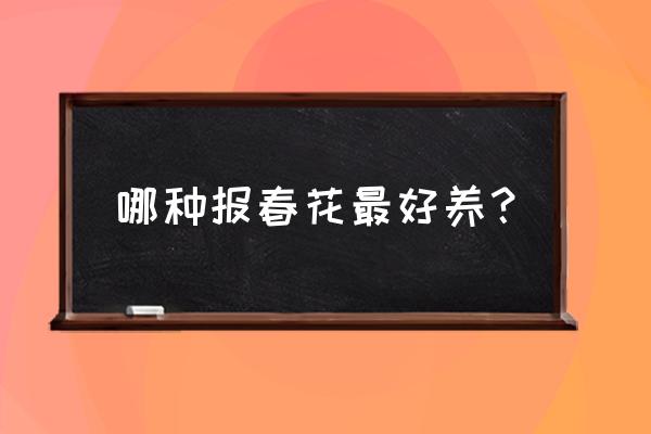 报春花在家养吉利吗 哪种报春花最好养？