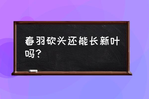 春羽叶子冬季不停的发黄掉落 春羽砍头还能长新叶吗? 春羽叶子冬季不停的发黄掉落 春羽砍头还能长新叶吗?
