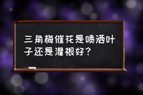三角梅催花的最好方法 三角梅催花是喷洒叶子还是灌根好? 三角梅催花的最好方法 三角梅催花是喷洒叶子还是灌根好?