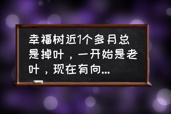 幸福树掉光叶子的补救方法 幸福树近1个多月总是掉叶,一开始是老叶,现在有向嫩叶发展的趋势,是怎么回事? 幸福树掉光叶子的补救方法 幸福树近1个多月总是掉叶,一开始是老叶,现在有向嫩叶发展的趋势,是怎么回事?