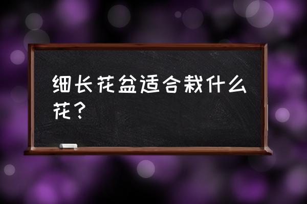 小盆养什么花最好呢 细长花盆适合栽什么花? 小盆养什么花最好呢 细长花盆适合栽什么花?