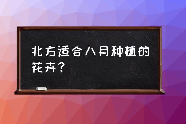 矮牵牛在北方能过夏吗 北方适合八月种植的花卉？