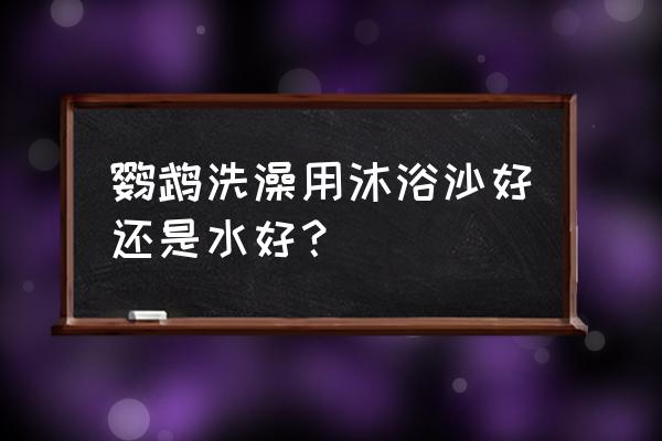 百灵怎么盘老实 鹦鹉洗澡用沐浴沙好还是水好？