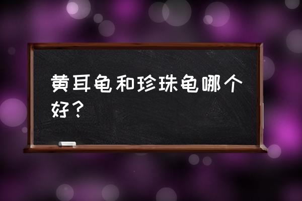 巴西红耳龟与黄耳龟哪个好养 黄耳龟和珍珠龟哪个好? 巴西红耳龟与黄耳龟哪个好养 黄耳龟和珍珠龟哪个好?