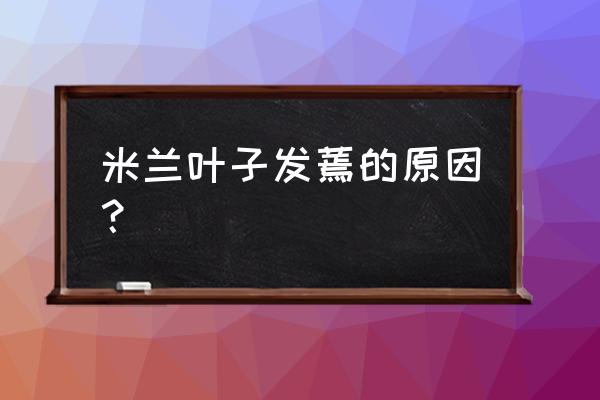 米兰叶子发黑干枯如何修复 米兰叶子发蔫的原因? 米兰叶子发黑干枯如何修复 米兰叶子发蔫的原因?