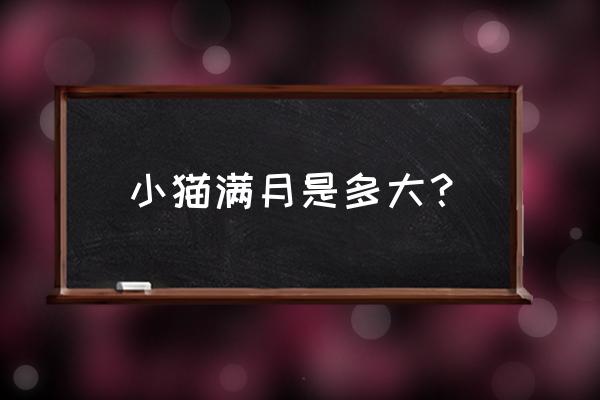 一个月奶猫需要注意什么 小猫满月是多大? 一个月奶猫需要注意什么 小猫满月是多大?