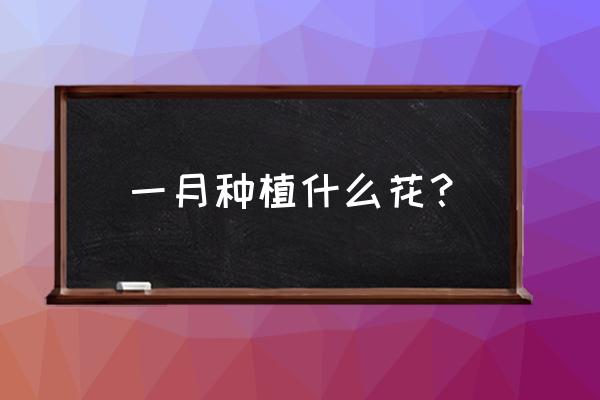 金盏菊的盆栽种植方法和时间 一月种植什么花? 金盏菊的盆栽种植方法和时间 一月种植什么花?