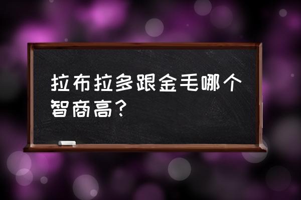 怎么辨别拉布拉多与金毛 拉布拉多跟金毛哪个智商高? 怎么辨别拉布拉多与金毛 拉布拉多跟金毛哪个智商高?
