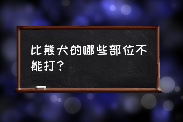 怎么折比熊 比熊犬的哪些部位不能打？