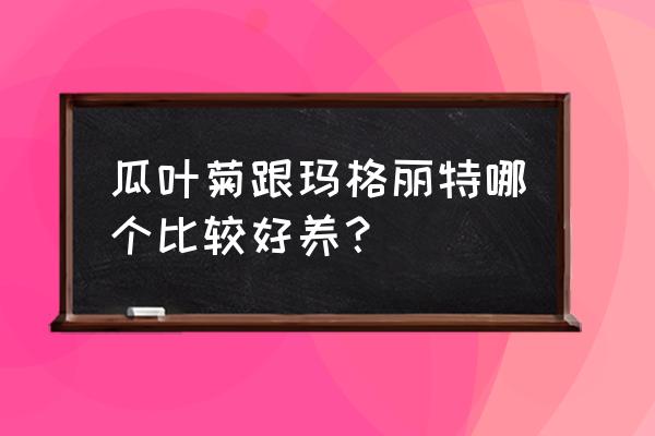 玛格丽特冬天怎么养经验分享干货 瓜叶菊跟玛格丽特哪个比较好养? 玛格丽特冬天怎么养经验分享干货 瓜叶菊跟玛格丽特哪个比较好养?
