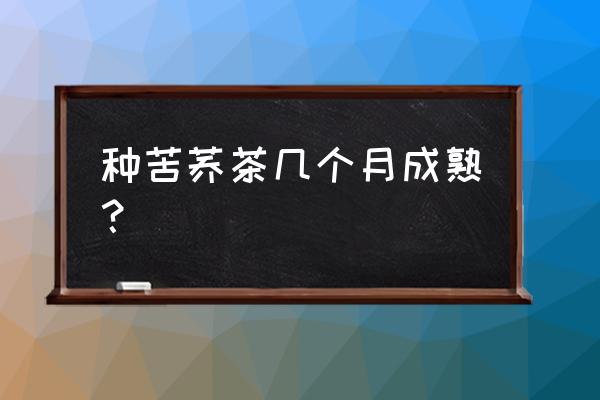 陕西好喝的苦荞茶 种苦荞茶几个月成熟？