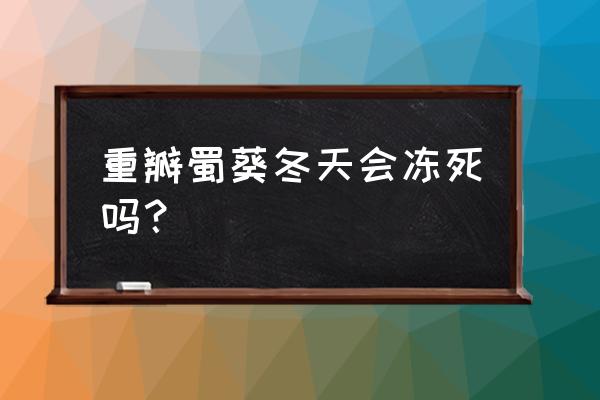 蜀葵花冬天可以种吗 重瓣蜀葵冬天会冻死吗? 蜀葵花冬天可以种吗 重瓣蜀葵冬天会冻死吗?